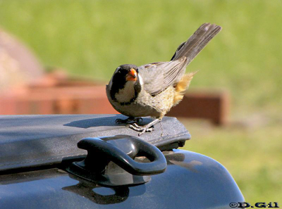 REY DEL BOSQUE COMÚN (Saltator aurantiirostris) - Estancia San Gregorio- ARTIGAS (Noviembre 2010)